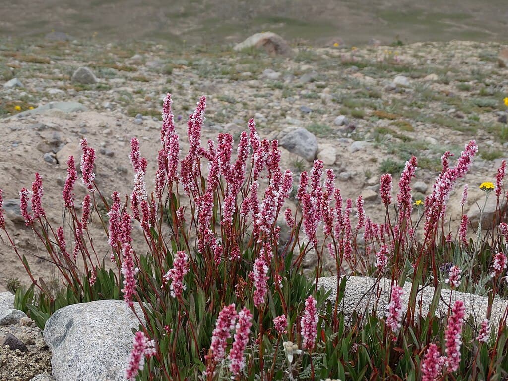 Alpine wildflower meadows on the Deosai plateau in summer bloom