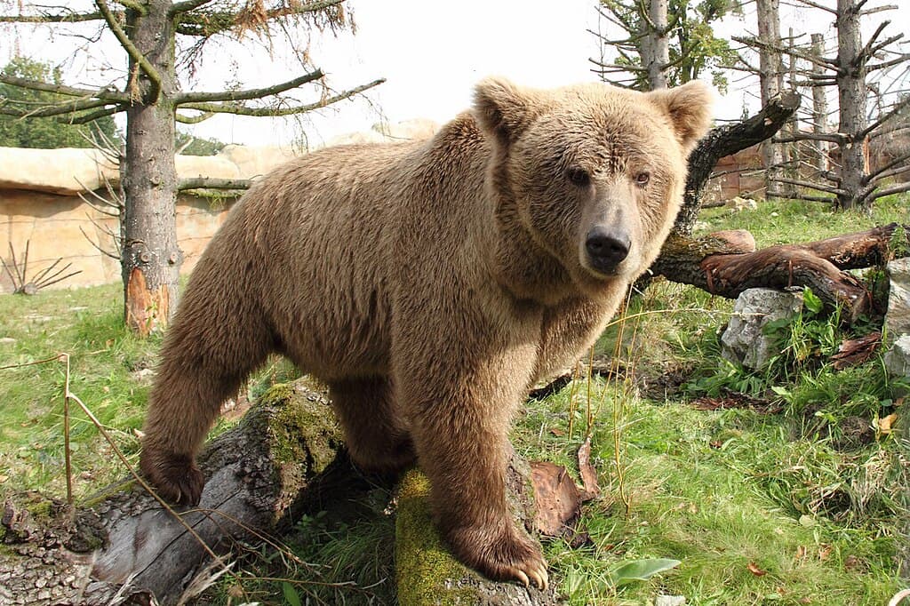 Himalayan brown bear (Ursus arctos isabellinus) in Deosai National Park